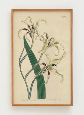 伽罗 JALO 植物画-兰花 P269（预计10天内发货）