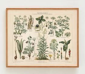 伽罗 JALO 植物画-有毒植物 P279（预计10天内发货）