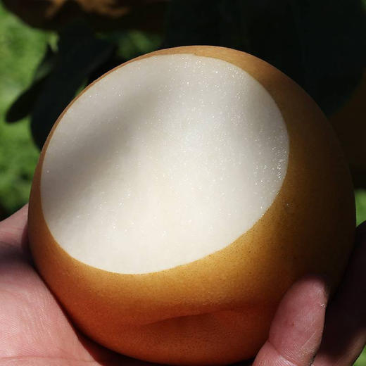 秋月梨5斤1箱（现货陆续发） 商品图2