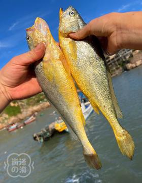 舟山东极岛 野生大黄鱼