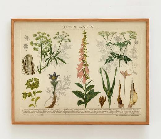 伽罗 JALO 植物画-有毒植物 P268（预计10天内发货） 商品图0