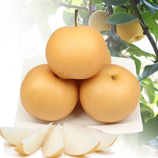 秋月梨5斤1箱（现货陆续发） 商品图0