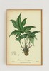 伽罗 JALO 植物画-琉桑 P267（预计10天内发货） 商品缩略图0