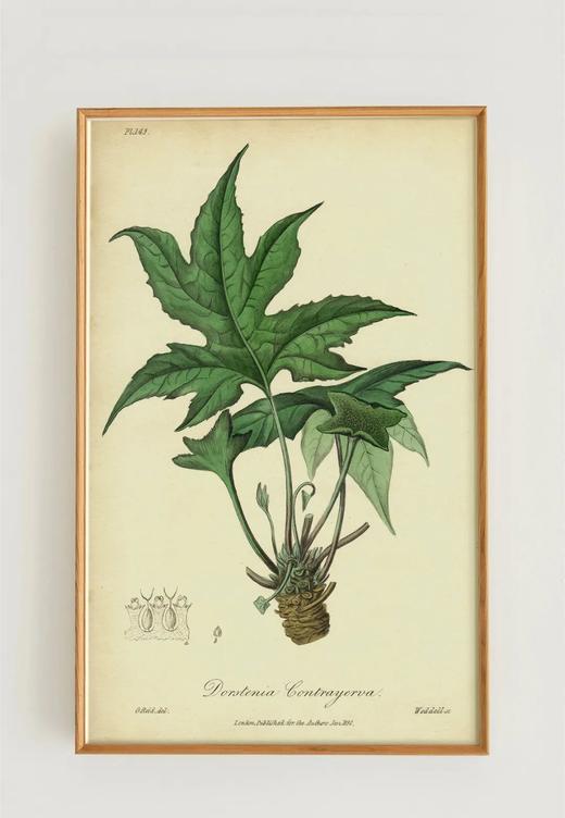 伽罗 JALO 植物画-琉桑 P267（预计10天内发货） 商品图0