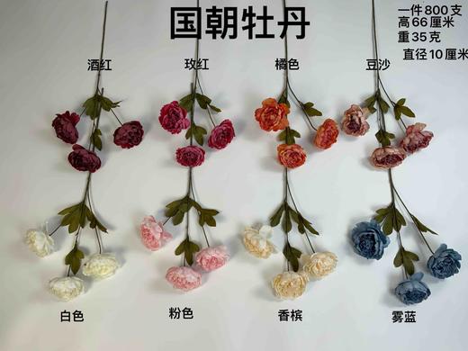 国朝牡丹（运费自理） 商品图0