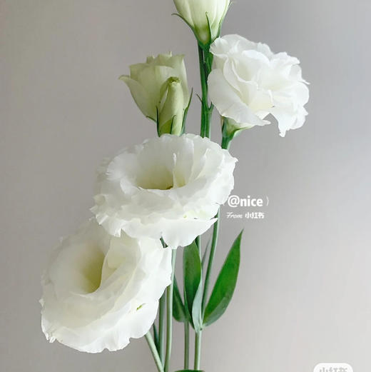 配花-云南龙胆（洋桔梗）-白色-0.8KG 商品图0