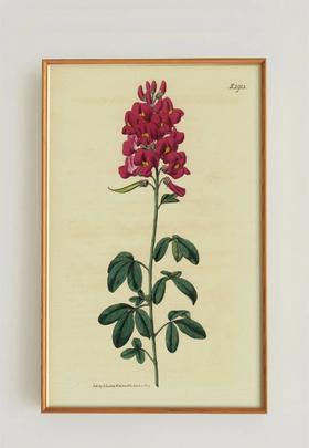 伽罗 JALO 植物画-豆科植物 P265（预计10天内发货）