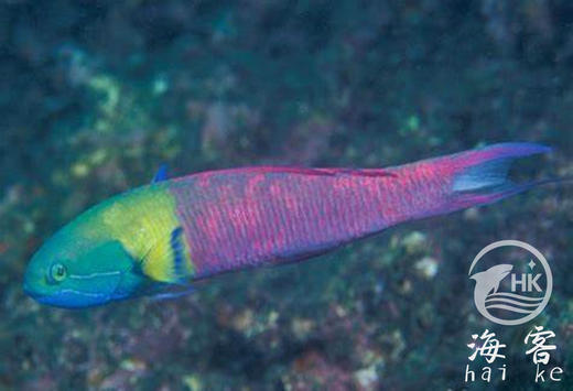 彩虹龙 商品图1