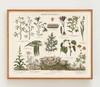伽罗 JALO 植物画-1897年的保护植物 P282（预计10天内发货） 商品缩略图0