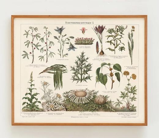 伽罗 JALO 植物画-1897年的保护植物 P282（预计10天内发货） 商品图0