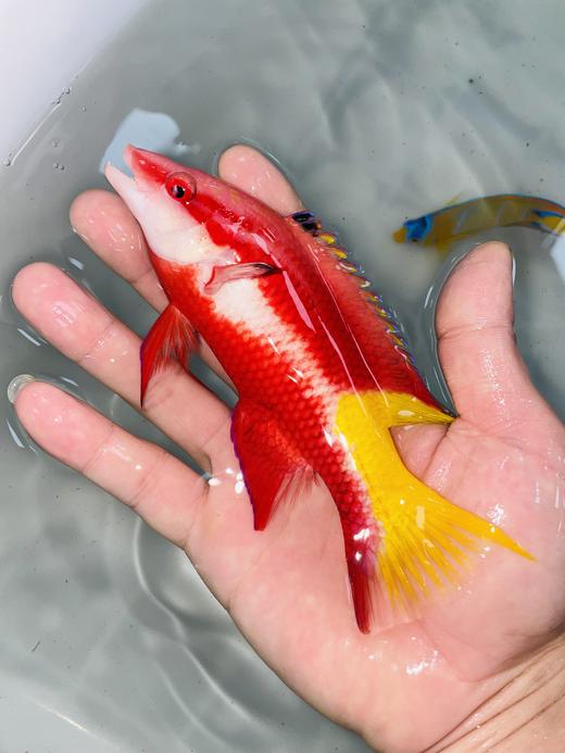 美国红狐 商品图4