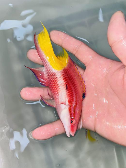 美国红狐 商品图6