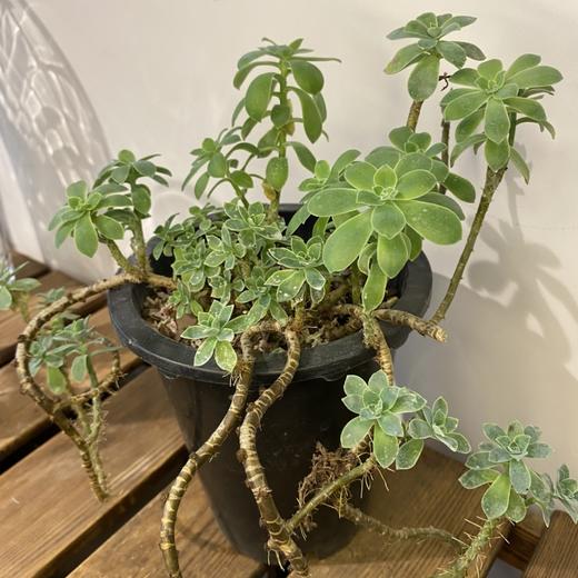 【绿植】多肉-薄化妆 商品图1