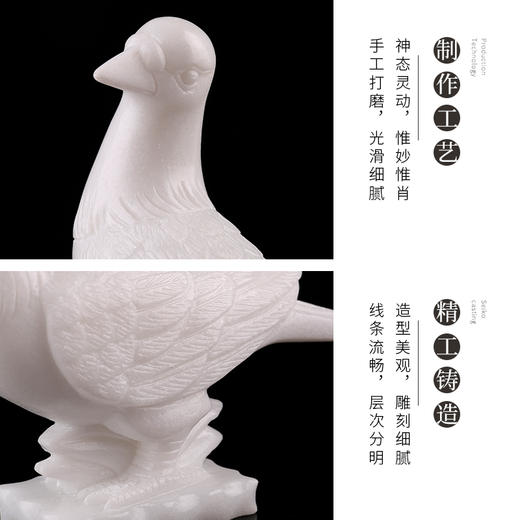 川白玉鸽子 商品图4