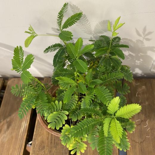 【绿植】含羞草 商品图2