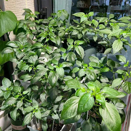 菜园子-蔬菜水果阳台花园番茄百香果辣椒草莓居家种植实现蔬菜自由绿色健康无公害 商品图3