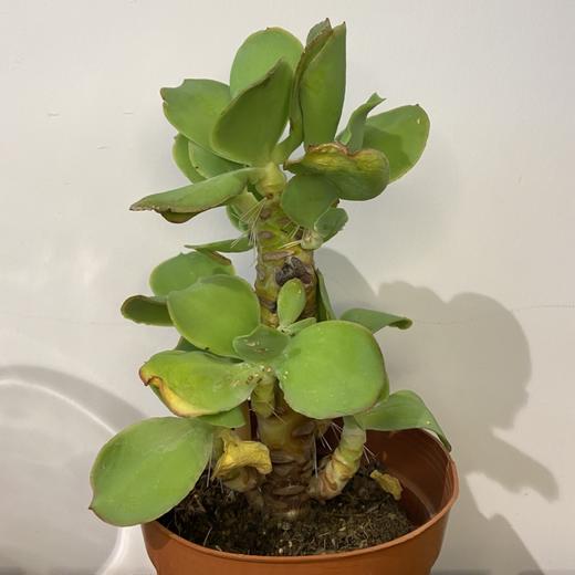 【绿植】多肉-柠檬卷 商品图1