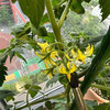 菜园子-蔬菜水果阳台花园番茄百香果辣椒草莓居家种植实现蔬菜自由绿色健康无公害 商品缩略图2