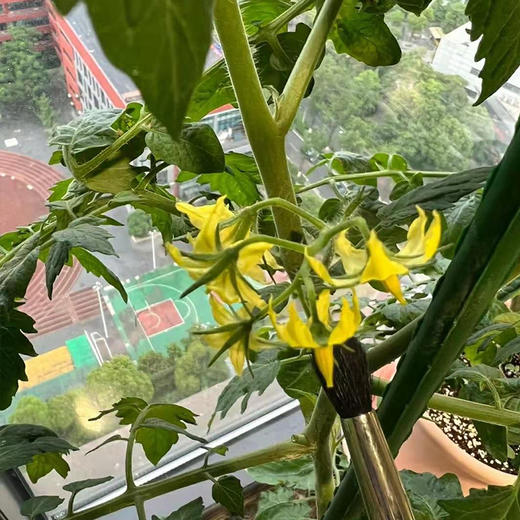 菜园子-蔬菜水果阳台花园番茄百香果辣椒草莓居家种植实现蔬菜自由绿色健康无公害 商品图2