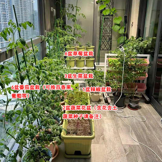 菜园子-蔬菜水果阳台花园番茄百香果辣椒草莓居家种植实现蔬菜自由绿色健康无公害 商品图1