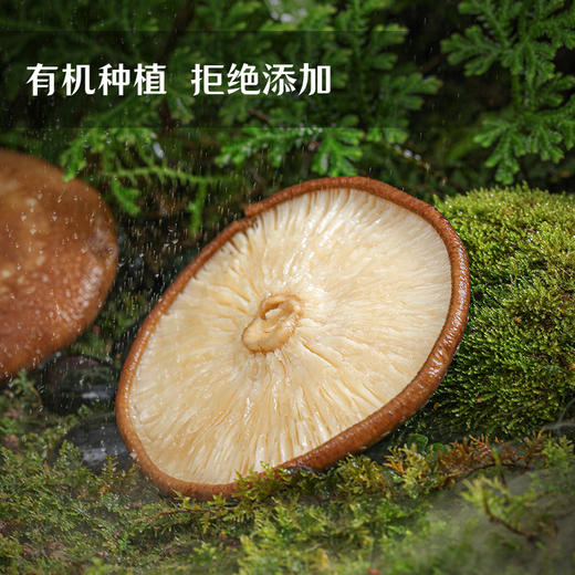 湖心泉有机香信菇 剪脚古田薄冬菇200g 商品图1