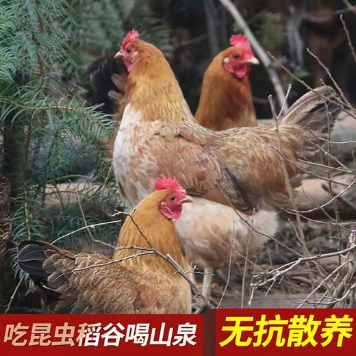 壹号餐桌大别山跑山鸡100天800g（公母不分）冻品~ 商品图2