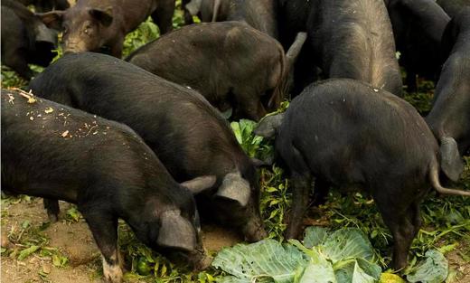  杞冠严选 | 一分地农场 赛罕云黑猪 AB款礼盒 猪肉 北京免邮 商品图2