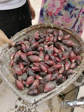 茅箭浪溪村阳荷