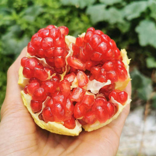 【四川】会理突尼斯软籽石榴礼盒（送礼佳品）） 商品图2