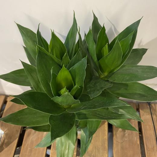 【绿植】荷花竹 商品图1