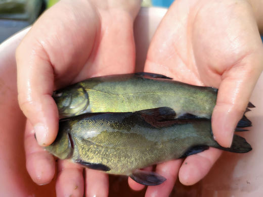 丁桂鱼（代杀配送） 商品图3