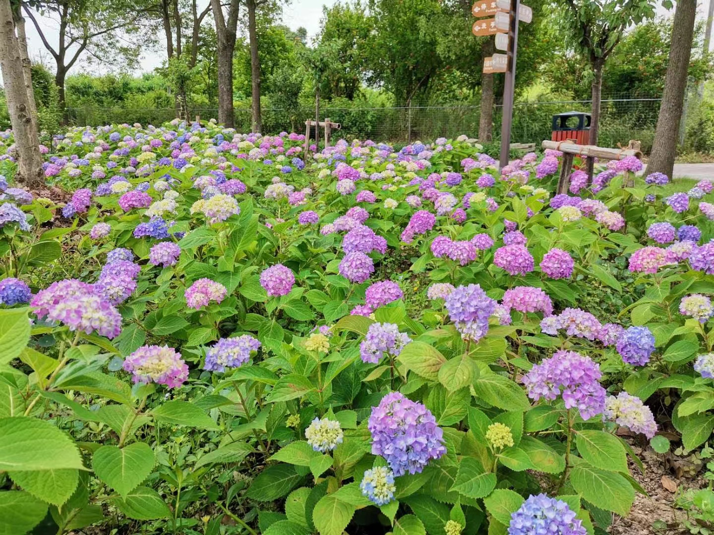 同城配送 庭院植物 草花系列（月季和绣球）（需提前一周预定））