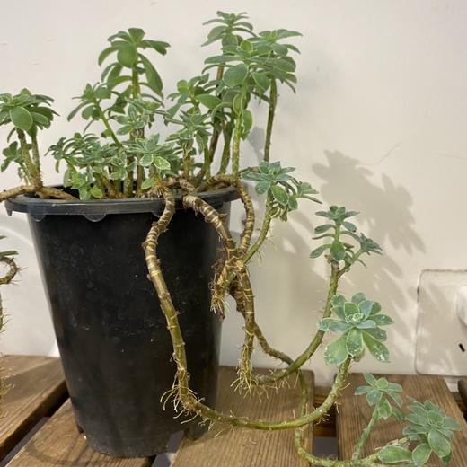 【绿植】多肉-薄化妆 商品图2