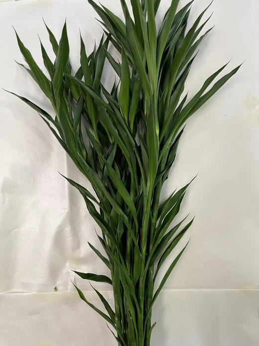 富贵竹（不带根）10支/扎 商品图9