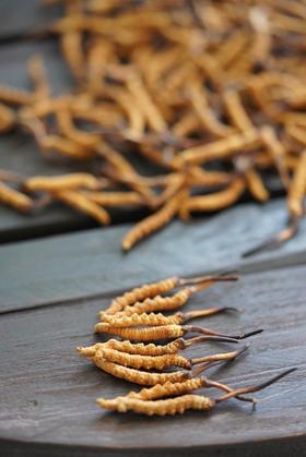 那曲干虫草 (2000条/斤规格 0.25克/根)