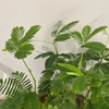【绿植】含羞草 商品缩略图1