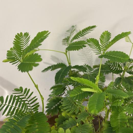 【绿植】含羞草 商品图1