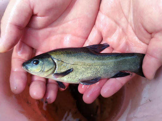 丁桂鱼（代杀配送） 商品图2