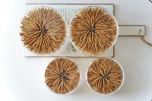 那曲虫草 （1500条/斤 规格0.33克/根） 商品图0