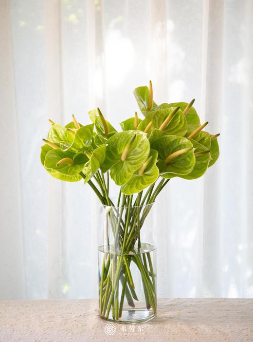 安祖花（3支） 可单色可混色 商品图2