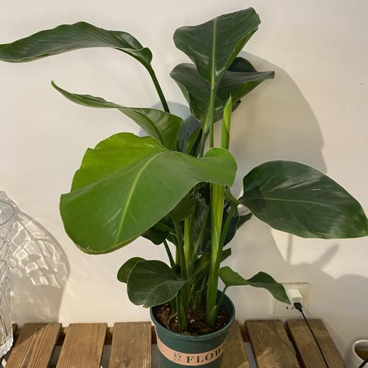 【绿植】天堂鸟 商品图2