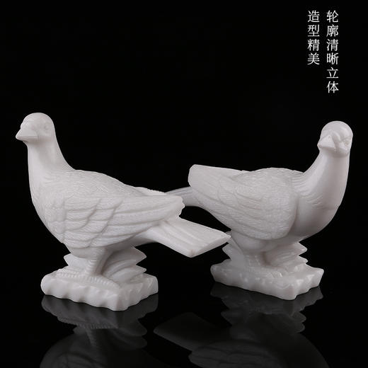 川白玉鸽子 商品图2