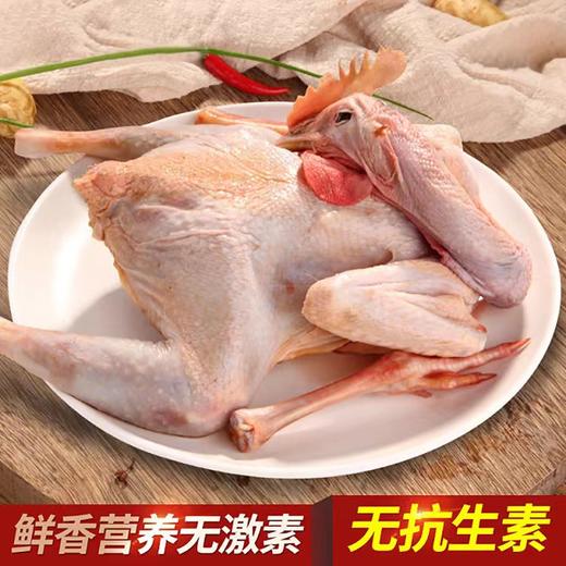 壹号餐桌大别山跑山鸡100天800g（公母不分）冻品~ 商品图3