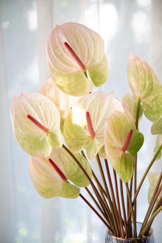 安祖花（3支） 可单色可混色 商品图4