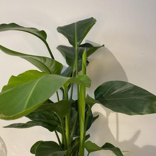【绿植】天堂鸟 商品图1