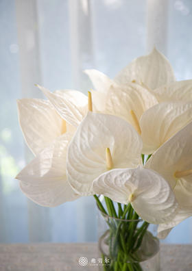 安祖花（3支） 可单色可混色