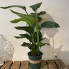 【绿植】天堂鸟 商品缩略图0