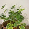 【绿植】含羞草 商品缩略图0