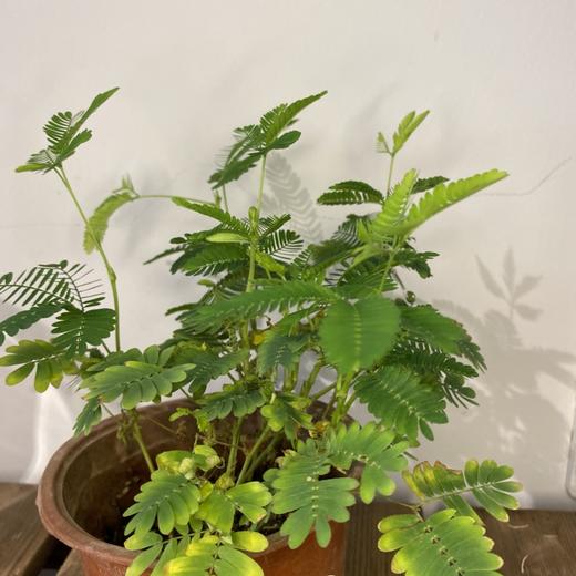 【绿植】含羞草 商品图0