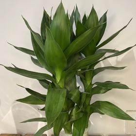 【绿植】荷花竹